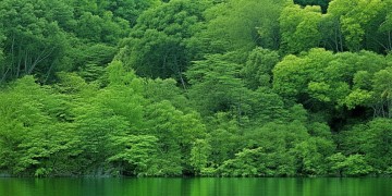山东鲁能物业究竟是干什么的？